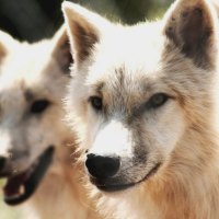 White Wolves