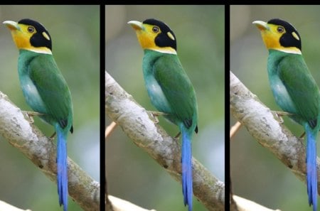 yellow throated broadbill - green, yellow, bird, blue