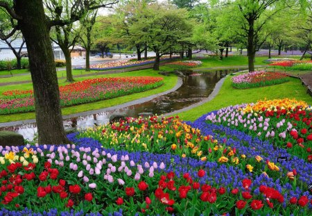 Flowers in park - nice, hyacinths, freshness, trees, fragrance, tulips, blossoms, pretty, scent, garden, harmony, fresh, rain, park, wet, summer, lovely, nature, beautiful, flowers, colors