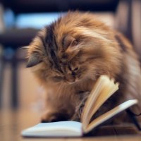 Reading kitty