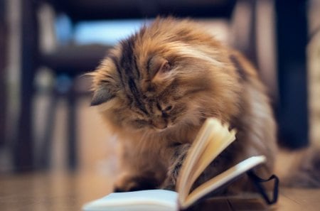 Reading kitty - pretty, room, chairs, home, fluffy, kitten, nice, house, read, beautiful, lovely, sweet, floor, playing, cat, funny, cute, adorable, kitty