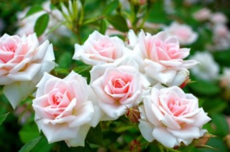 Rose bush - greenery, pretty, roses, delicate, beautiful, lovely, pink, leaves, harmony, flowers, bush, nature, green, soft, tender, nice