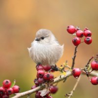 Cute bird on branch