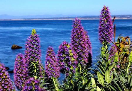 Flowers near the sea - nice, beach, sky, water, coast, rocks, pretty, ocean, summer, shore, lovely, waves, nature, blue, beautiful, stones, flowers, horizons, sea