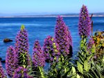 Flowers near the sea