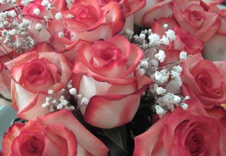 Pink Roses - white, roses, pink, photography, red, flowers