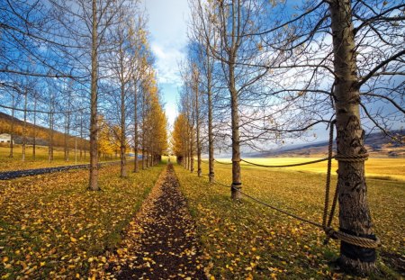 *** Autumn *** - path, trees, nature, landscape