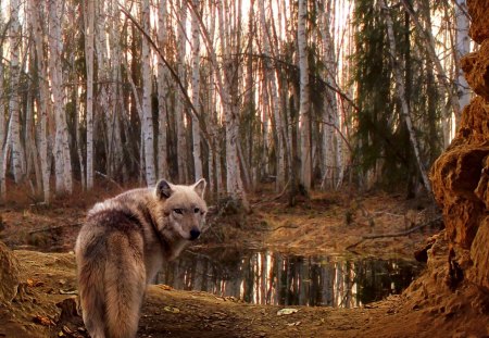 WOLF~THE PREDATOR - lake, birch, wolf, wood