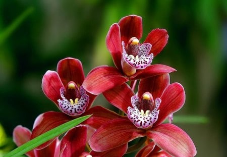 Red flowers - pretty, delicate, grass, meadow, lovely, leaves, harmony, flowers, fresh, nature, red, field, nice