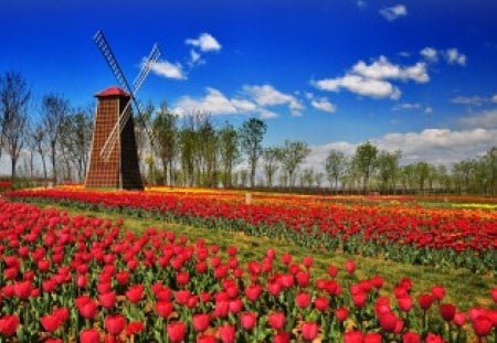 Wind mill - pretty, summer, meadow, flowers, fresh, scent, red, field, nice, sky, holland, clouds, beautiful, mill, fragrant, wind mill, lovely, freshness, wind, tulips, nature