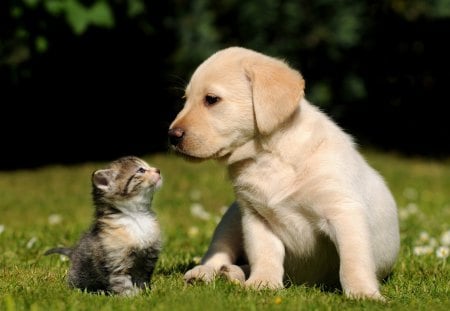 Cute friends - cute, friends, puppy, cat