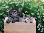 *** Small kittens in a box ***