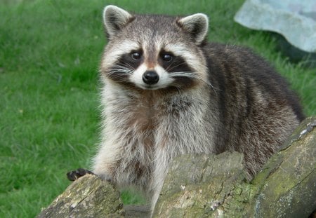 *** Raccoon *** - animals, racoon, wood, grass