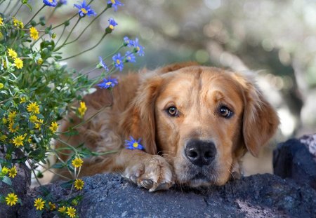 *** Thoughtful dog *** - flowers, dogs, dog, thinking, animals