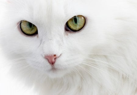 Snow White - cute, white, animal, cat