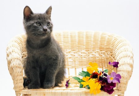 *** Cat on a chair *** - chair, animals, cats, wooden, flowers