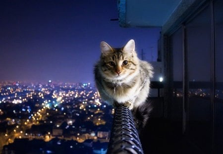 Brave Cat - brave, animal, cityscape, cat