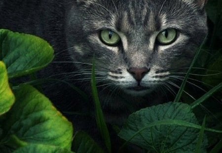 Cat  Haven - eyes, kitty, leaves, green, animal, sweet