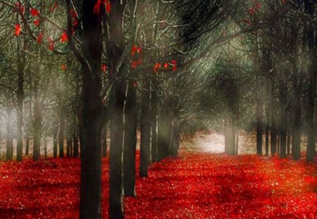 beautiful autumn - red leaves, autumn, trees, forest, fallen