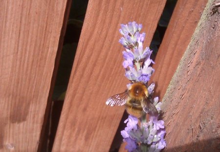 Bumble on Lavender - bumblebee, fence, flower, lavender