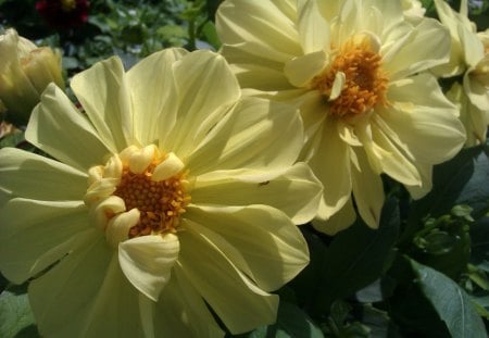 Happy Yellow Flowers - bright, green, flowers, yellow