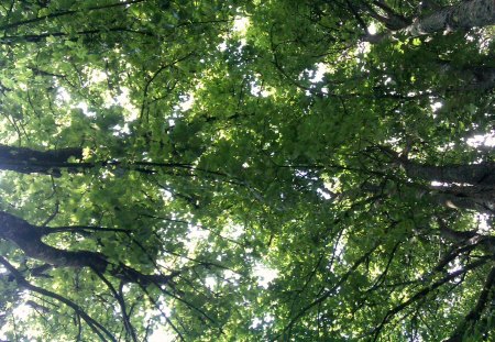 Peeking through the trees - green, up, trees, sun