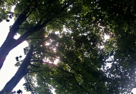 Looking up - green, up, tree, sun