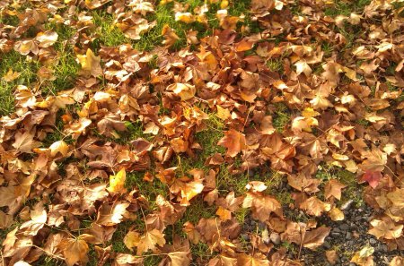 Autumn Leaves - autumn, warm, leaves, orange, grass