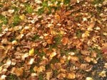 Autumn Leaves