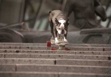 Skater! - dog, skater, cool, grind