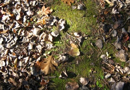 Sun Meets Dark Moss - moss, ground, light, leaves