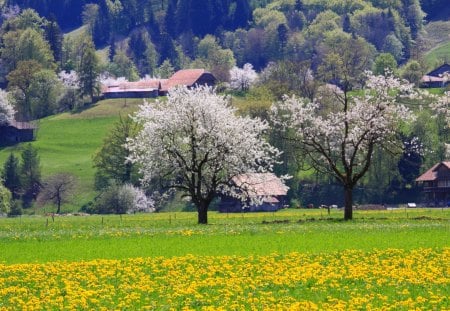 Springtime - trees, yellow, beautiful, landscape, spring, colors, lovely, photo, white, nature, green