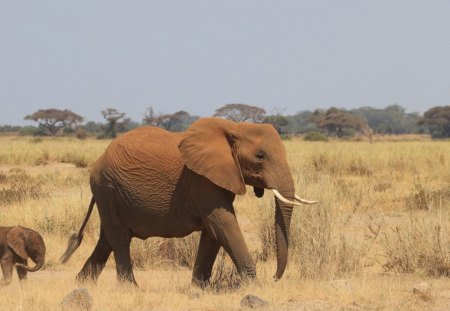 Elephant with Cub