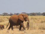 Elephant with Cub