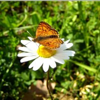 butterfly posing