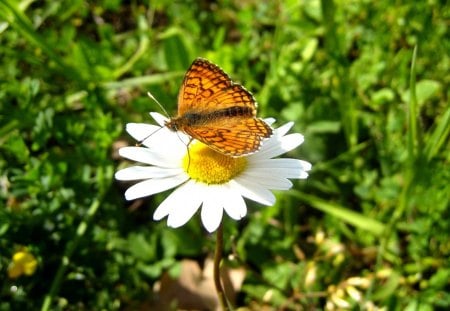 butterfly posing - butterfly, white, flower, posing