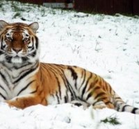 Winter Tiger