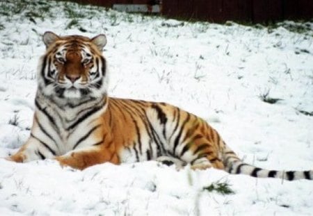 Winter Tiger - siberian tiger, tiger in the snow, snow tiger, winter tiger