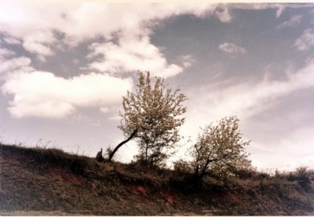 Trees - nature, sky, trees, spring