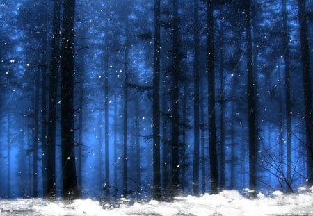 Winters First Snowfall - trees, christmas, evening, woods, forest, snow, blue, twilight, cedar, snowing