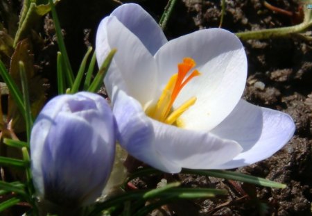 Crocus Blossoms - flowers, nature, colors, crocus