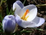 Crocus Blossoms