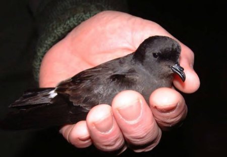 Trust - bird, animal, hand, photography