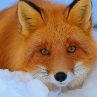 red fox in snow