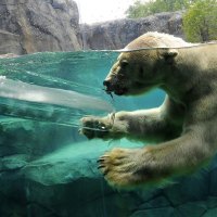 Polar Bear in Water