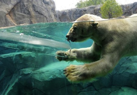 Polar Bear in Water - bear, in, water, polar