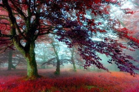 FOREST MIST - morning, tree, natureautumn, mist