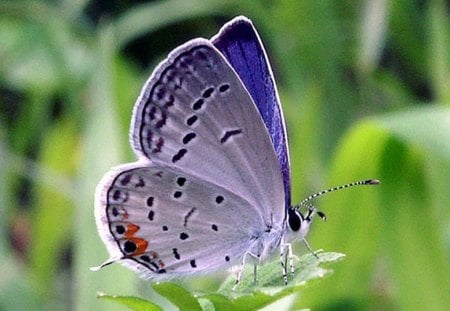 butterfly - butterfly, grass, nature, beautiful blue colour