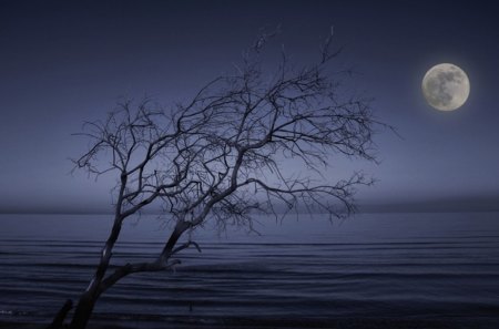 Blue Night - moon, night, blue, tree