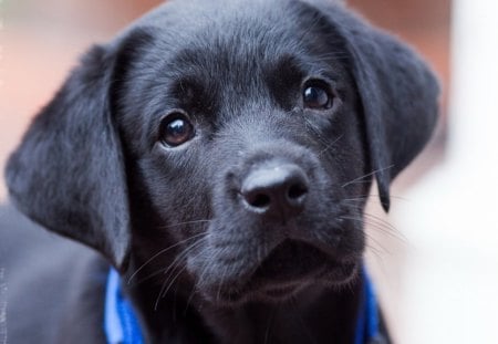 áƒ¦ Sweet look of Dog áƒ¦ - sweet, black, look, dog